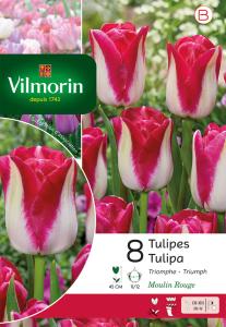 Tulipe Triomphe Moulin Rouge